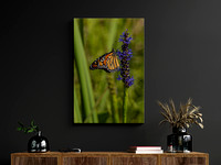 DarkWall-Credenza-Butterfly-Canvas-SM
