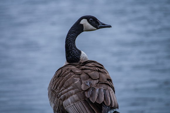 2020-04-04 08.46.56-Canada-Goose-Nature-Wildlife
