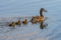 2020-06-30 06.44.26-1-Duck-Mama-Ducklings-Swimming-Wildlife