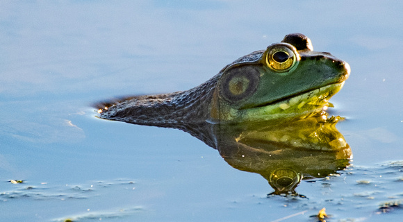 2020-06-11 06.09.44-2-Frog-Profile-MorningLight