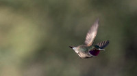 2020-07-08 07.34.07-2-Blurry-Hummingbird-Cropped