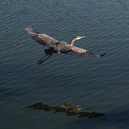 2020-09-13 07.58.01-1-Heron-Flying-Reflection-Nature-Website