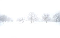 2021-01-03-08.17.30-Trees-Fog-Winter-Snow-Nature