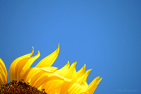 2020-08-06-15.17.56-BlueSky-Sunflower-YELLOW